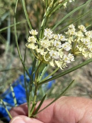 Asclepias subverticillata