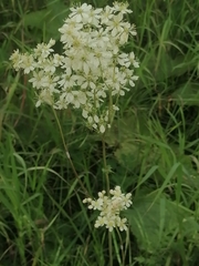 Filipendula vulgaris