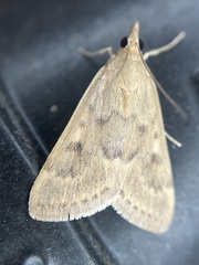 Achyra rantalis