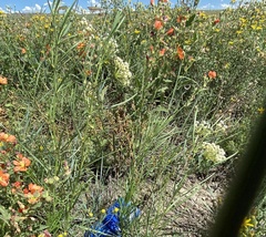 Asclepias subverticillata