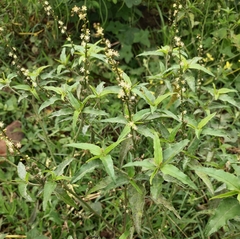 Croton bonplandianus
