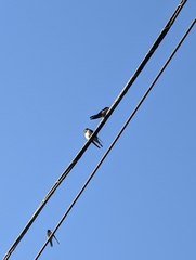 Hirundo rustica