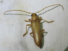 Atylostagma politum