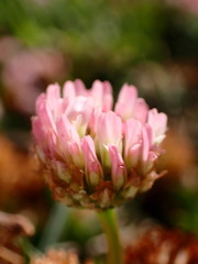 Trifolium fragiferum