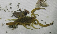 Centruroides sculpturatus