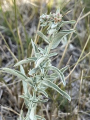 Atriplex gardneri