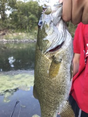 Micropterus dolomieu