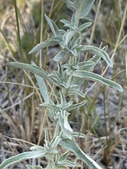 Atriplex gardneri