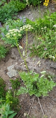Ligusticum grayi