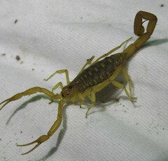 Centruroides sculpturatus