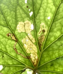 Acidia cognata