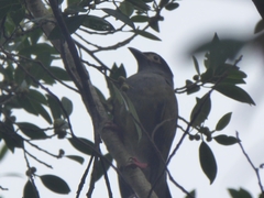 Sphecotheres vieilloti