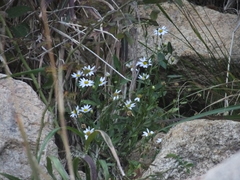 Aster lautureanus