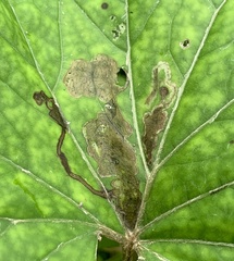 Acidia cognata