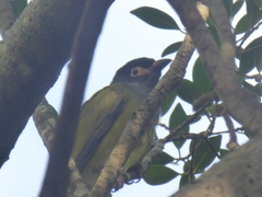 Sphecotheres vieilloti