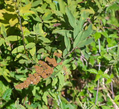 Spiraea