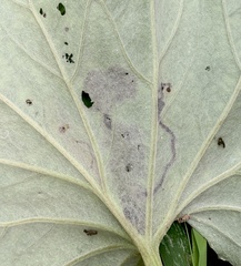 Acidia cognata