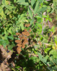 Spiraea