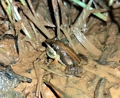 Minervarya sahyadris