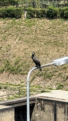 Phalacrocorax carbo