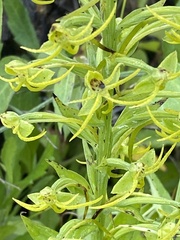 Habenaria novemfida
