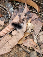 Apistosia judas