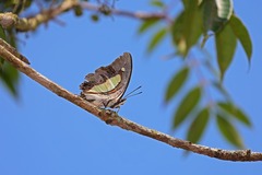 Polyura athamas