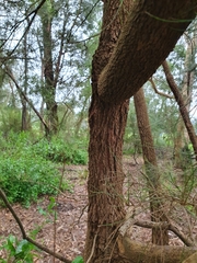 Allocasuarina littoralis