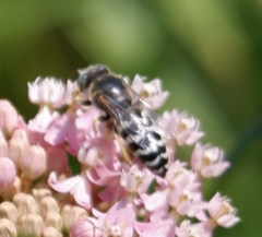 Bembix