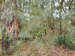 Allocasuarina littoralis