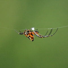 Leucauge fastigata