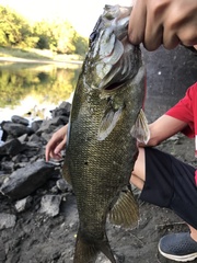 Micropterus dolomieu