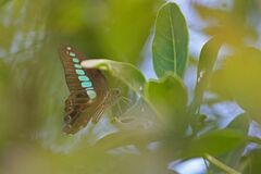Graphium sarpedon