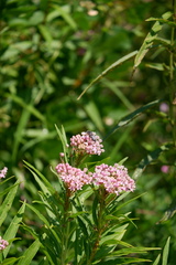 Bembix