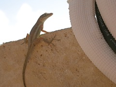 Anolis gingivinus