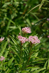 Bembix
