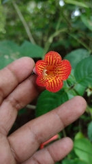 Achimenes pedunculata