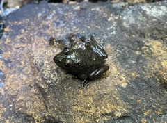 Lithobates catesbeianus