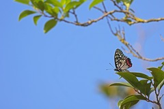 Hestina assimilis