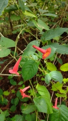 Achimenes pedunculata