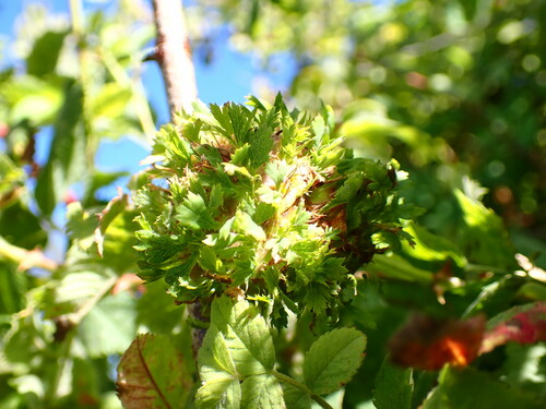Diplolepis californica photo 2