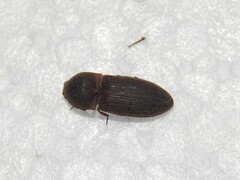 Agrypnus rectangularis