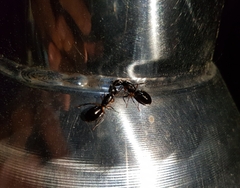 Camponotus kiusiuensis