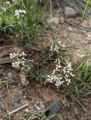 Eriogonum microtheca simpsonii
