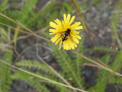 Helophilus obscurus