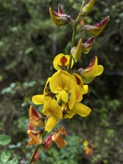 Crotalaria incana