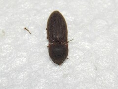 Agrypnus rectangularis