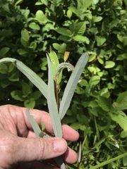 Salix caroliniana