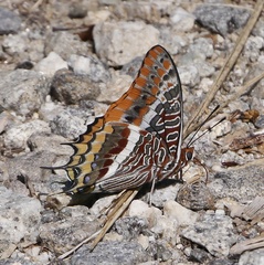 Charaxes jasius