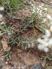 Eriogonum microtheca simpsonii